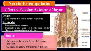 e)Nervio Palatino Anterior o Mayor
Origen:
• Cara externa de la lamina vertical del palatino
Recorrido:
• Conducto palatino posterior
• Desprende a una rama el Nervio nasal inferior
( inerva la mucosa del cornete inferior) .
Nervio Esfenopalatino
• Mucosa de la cara inferior del velo del
paladar
• Mucosa paladar , premolares y molares.
Inerva:
 