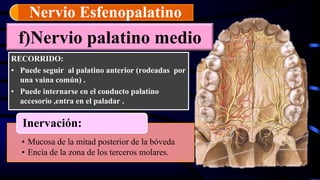 f)Nervio palatino medio
RECORRIDO:
• Puede seguir al palatino anterior (rodeadas por
una vaina común) .
• Puede internarse en el conducto palatino
accesorio ,entra en el paladar .
Nervio Esfenopalatino
• Mucosa de la mitad posterior de la bóveda
• Encía de la zona de los terceros molares.
Inervación:
 