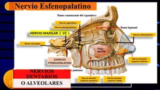 NERVIOS
DENTARIOS
O ALVEOLARES
Nervio Esfenopalatino
 