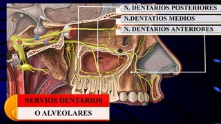 NERVIOS DENTARIOS
O ALVEOLARES
N. DENTARIOS POSTERIORES
N.DENTATIOS MEDIOS
N. DENTARIOS ANTERIORES
 