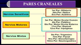 PARES CRANEALES
 
