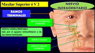 NERVIOS PALPEBRALES
INFERIORES
NERVIO INFRAORBITARIO
Sale por el agujero infraorbitario y da
sus ramos terminales
NERVIOS LABIALES
SUPERIORES
NERVIOS NASALES
Maxilar Superior ó V 2
 