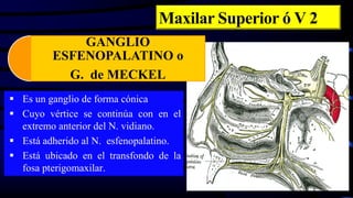 Maxilar Superior ó V 2
 Es un ganglio de forma cónica
 Cuyo vértice se continúa con en el
extremo anterior del N. vidiano.
 Está adherido al N. esfenopalatino.
 Está ubicado en el transfondo de la
fosa pterigomaxilar.
GANGLIO
ESFENOPALATINO o
G. de MECKEL
 