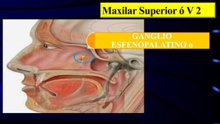 GANGLIO
ESFENOPALATINO o
Maxilar Superior ó V 2
 