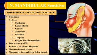 N. MANDIBULAR Sensitivo
• Duramadre
• Regiones
 Mentonina
 Labial inferior
 Geniana
 Maseterina
 Parotídea
 Temporal
 Gíngivo dentaria (mandíbula)
• Oído externo y ATM.
• Parte de la membrana Timpánica
• Mucosa del piso de la boca
• Mucosa de la lengua (delante de la v lingual)
TERRITORIO DE INERVACIÓN SENSITIVA
 