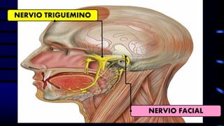 NERVIO TRIGUEMINO
NERVIO FACIAL
 