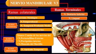 Ramo Recurrente Meníngeo
N. Temporomaseterino
N. Temporal Profundo Medio
N.Temporobucal
Tronco Común de los nervios del
• N.Periestafilino Externo
• N.Pterigoideo interno
• N.Musculo del Martillo
N. Dentario Inferior
N. Lingual
N. Auriculo Temporal
Ramas colaterales
Ramas Terminales
RAMOS
EXTERNOS
RAMOS
INTERNOS
RAMOS
POSTERIOR
NERVIO MANDIBULAR V3
 