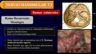 • Ramo Anterior que se anastomosa con el N. Meníngeo
medio del maxilar superior
• Ramo Posterior que sigue por la cisura petroescamosa
hasta perderse en las células mastoideas
Ramas colaterales
Ramo Recurrente
Meníngeo
• ENTRAAL CRANEO POR EL FORAMEN ESPINOSO
(agujero redondo menor)
• Junto con la arteria meníngea media
NERVIO MANDIBULAR V3
 