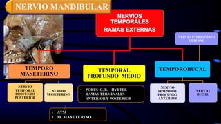 NERVIOS
TEMPORALES
RAMAS EXTERNAS
TEMPORO
MASETERINO
NERVIO
TEMPORAL
PROFUNDO
POSTERIOR
NERVIO
MASETERINO
TEMPORAL
PROFUNDO MEDIO
TEMPOROBUCAL
NERVIO
TEMPORAL
PROFUNDO
ANTERIOR
NERVIO
BUCAL
NERVIO PTERIGOIDEO
EXTERNO
• ATM
• M. MASETERINO
• PORUS C. B. HYRTEL
• RAMAS TERMINALES
ANTERIOR Y POSTERIOR
NERVIO MANDIBULAR
 