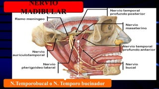 NERVIO
MADIBULAR
N.Temporobucal o N. Temporo bucinador
 