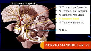 • N. Temporal prof posterior
• N. Temporal prof Anterior
• N.Temporal Prof Media
• N.Temporo Bucal
• N. Temporo maseterino
• N. Bucal
N. Auriculo temporal
NERVIO MANDIBULAR V3
 
