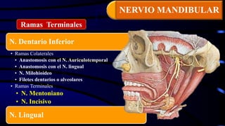N. Dentario Inferior
• Ramas Colaterales
• Anastomosis con el N. Auriculotemporal
• Anastomosis con el N. lingual
• N. Milohioideo
• Filetes dentarios o alveolares
• Ramas Terminales
• N. Mentoniano
• N. Incisivo
N. Lingual
Ramas Terminales
NERVIO MANDIBULAR
 