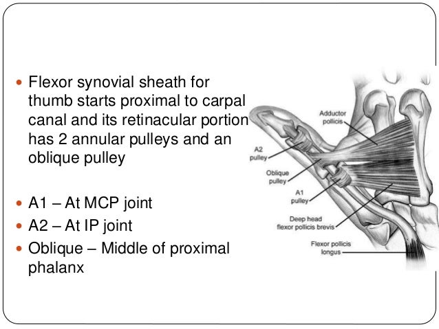 Trigger finger - adult and congenital