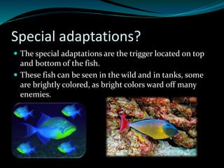 Trigger fish | PPTX