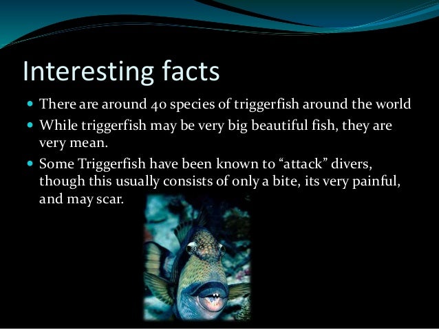 Fish facts