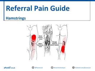 Referral Pain Guide
Hamstrings
@Physiocouk #manchesterphysio facebook.com/physiocouk
 
