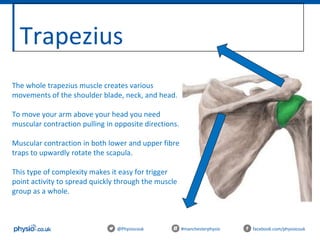 Trapezius
@Physiocouk #manchesterphysio facebook.com/physiocouk
The whole trapezius muscle creates various
movements of the shoulder blade, neck, and head.
To move your arm above your head you need
muscular contraction pulling in opposite directions.
Muscular contraction in both lower and upper fibre
traps to upwardly rotate the scapula.
This type of complexity makes it easy for trigger
point activity to spread quickly through the muscle
group as a whole.
 