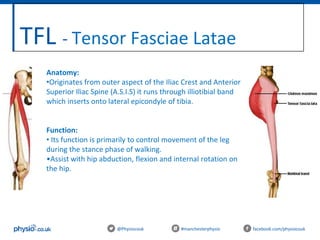 TFL - Tensor Fasciae Latae
@Physiocouk #manchesterphysio facebook.com/physiocouk
Anatomy:
•Originates from outer aspect of the Iliac Crest and Anterior
Superior Iliac Spine (A.S.I.S) it runs through illiotibial band
which inserts onto lateral epicondyle of tibia.
Function:
• Its function is primarily to control movement of the leg
during the stance phase of walking.
•Assist with hip abduction, flexion and internal rotation on
the hip.
 