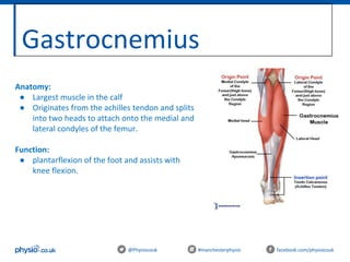 Gastrocnemius
@Physiocouk #manchesterphysio facebook.com/physiocouk
Anatomy:
● Largest muscle in the calf
● Originates from the achilles tendon and splits
into two heads to attach onto the medial and
lateral condyles of the femur.
Function:
● plantarflexion of the foot and assists with
knee flexion.
 
