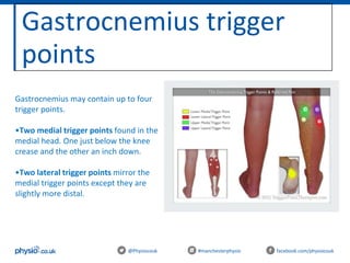 Gastrocnemius trigger
points
@Physiocouk #manchesterphysio facebook.com/physiocouk
Gastrocnemius may contain up to four
trigger points.
•Two medial trigger points found in the
medial head. One just below the knee
crease and the other an inch down.
•Two lateral trigger points mirror the
medial trigger points except they are
slightly more distal.
 