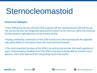 Sternocleomastoid
@Physiocouk #manchesterphysio facebook.com/physiocouk
Anatomical Highlights:
• Each SCM group has two divisions that originate off the mastoid process behind the ear.
The sternal division runs diagonally downward to attach to the sternum, while the clavicular
division attaches right behind it on the medial clavicle.
• Acting unilaterally, contraction of the SCM muscle turns the head towards the opposite
side, while bilateral contraction flexes the neck and head forward.
• The most important function of the SCM is to control and monitor the head’s position in
space. Proprioceptive feedback from the SCM is essential to being able to maintain one’s
balance, and is also important for interpreting visual information.
 
