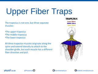 Upper Fiber Traps
@Physiocouk #manchesterphysio facebook.com/physiocouk
The trapezius is not one, but three separate
muscles:
•The upper trapezius
•The middle trapezius
•The lower trapezius
All three trapezius muscles originate along the
spine and extend laterally to attach to the
shoulder girdle, but each muscle has a different
fiber direction and pull.
 