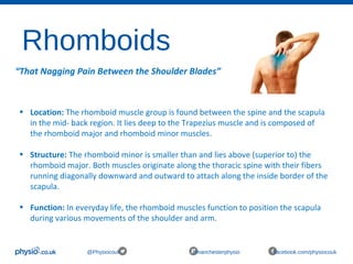 Rhomboids
@Physiocouk #manchesterphysio facebook.com/physiocouk
“That Nagging Pain Between the Shoulder Blades”
• Location: The rhomboid muscle group is found between the spine and the scapula
in the mid- back region. It lies deep to the Trapezius muscle and is composed of
the rhomboid major and rhomboid minor muscles.
• Structure: The rhomboid minor is smaller than and lies above (superior to) the
rhomboid major. Both muscles originate along the thoracic spine with their fibers
running diagonally downward and outward to attach along the inside border of the
scapula.
• Function: In everyday life, the rhomboid muscles function to position the scapula
during various movements of the shoulder and arm.
 