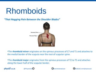 Rhomboids
@Physiocouk #manchesterphysio facebook.com/physiocouk
“That Nagging Pain Between the Shoulder Blades”
•The rhomboid minor originates on the spinous processes of C7 and T1 and attaches to 
the medial border of the scapula near the root of scapular spine.
•The rhomboid major originates from the spinous processes of T2 to T5 and attaches 
along the lower half of the scapular border.
 