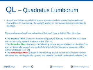 QL – Quadratus Lumborum
@Physiocouk #manchesterphysio facebook.com/physiocouk
• A small and hidden muscle that plays a prominent role in normal body mechanics 
that without its functioning, the upright posture of the human being is impossible to 
maintain.
This muscle group has three subsections that each have a distinct fiber direction:
• The Iliocostal fibers (shown in the following picture as blue) attach on the Iliac Crest 
and run vertically upward to attach to the 12th rib.
• The iliolumbar fibers (shown in the following picture as green) attach on the Iliac Crest 
and run diagonally upward and medially to attach to the transverse processes of the 
lumbar vertebrae (L1 > L4)
• The lumbocostal fibers (shown in the following picture as red) attach on the lumbar 
vertebrae and run diagnonally upward and laterally to attach to the twelfth (lowest) rib
 