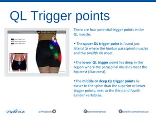 QL Trigger points
@Physiocouk #manchesterphysio facebook.com/physiocouk
There are four potential trigger points in the 
QL muscle:
• The upper QL trigger point is found just 
lateral to where the lumbar paraspinal muscles 
and the twelfth rib meet. 
•The lower QL trigger point lies deep in the 
region where the paraspinal muscles meet the 
hip crest (iliac crest).
•The middle or deep QL trigger points lie 
closer to the spine than the superior or lower 
trigger points, next to the third and fourth 
lumbar vertebrae.
 