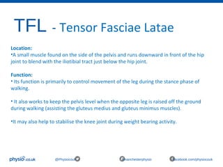 TFL - Tensor Fasciae Latae
@Physiocouk #manchesterphysio facebook.com/physiocouk
Location:
•A small muscle found on the side of the pelvis and runs downward in front of the hip 
joint to blend with the iliotibial tract just below the hip joint.
Function:
• Its function is primarily to control movement of the leg during the stance phase of 
walking.
• It also works to keep the pelvis level when the opposite leg is raised off the ground 
during walking (assisting the gluteus medius and gluteus minimus muscles). 
•It may also help to stabilise the knee joint during weight bearing activity.
 