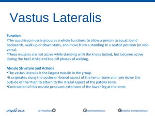 Vastus Lateralis
@Physiocouk #manchesterphysio facebook.com/physiocouk
Function
•The quadricep muscle group as a whole functions to allow a person to squat, bend 
backwards, walk up or down stairs, and move from a standing to a seated position (or vice-
versa). 
•These muscles are not active while standing with the knees locked, but become active 
during the heel-strike and toe-off phases of walking.
Muscle Structure and Actions
•The vastus lateralis is the largest muscle in the group.
•It originates along the posterior-lateral aspect of the femur bone and runs down the 
outside of the thigh to attach to the lateral aspect of the patella bone.
•Contraction of this muscle produces extension of the lower leg at the knee.
 