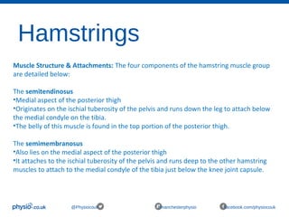 Hamstrings
@Physiocouk #manchesterphysio facebook.com/physiocouk
Muscle Structure & Attachments: The four components of the hamstring muscle group 
are detailed below:
The semitendinosus 
•Medial aspect of the posterior thigh
•Originates on the ischial tuberosity of the pelvis and runs down the leg to attach below 
the medial condyle on the tibia. 
•The belly of this muscle is found in the top portion of the posterior thigh.
The semimembranosus
•Also lies on the medial aspect of the posterior thigh
•It attaches to the ischial tuberosity of the pelvis and runs deep to the other hamstring 
muscles to attach to the medial condyle of the tibia just below the knee joint capsule.
 