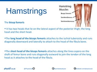 Hamstrings
@Physiocouk #manchesterphysio facebook.com/physiocouk
The bicep femoris
• It has two heads that lie on the lateral aspect of the posterior thigh; the long 
head and the short head. 
•The long head of the biceps femoris attaches to the ischial tuberosity and runs 
diagonally downward and laterally to attach to the head of the fibula bone.
•The short head of the biceps femoris attaches along the linea aspera on the 
shaft of femur bone and runs diagonally outward to join the tendon of the long 
head as it attaches to the head of the fibula.
 