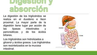 La digestión de los triglicéridos se
realiza en el duodeno e íleon
proximal. La mayor parte de la
digestión tiene lugar por acción de
las lipasas intestinales y
pancreáticas y de los ácidos
biliares.
Los triglicéridos son hidrolizados a
glicerol y ácidos grasos. Los triglicéridos
son resintetizados en la mucosa
intestinal.
 