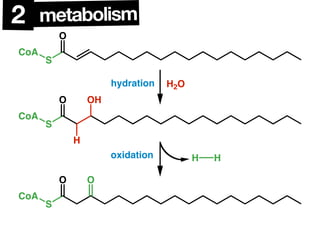 Triglycerides
