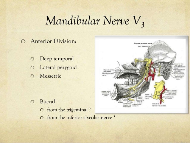 Trigeminal Nerve