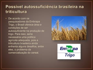 • De acordo com os
pesquisadores da Embrapa
Trigo, o Brasil oferece área e
condições de ser
autossuficiente na produção de
trigo. Para isso, seria
necessária uma política
agrícola adequada, pois a
triticultura brasileira ainda
enfrenta alguns desafios, entre
eles, o problema da
comercialização do cereal.
 