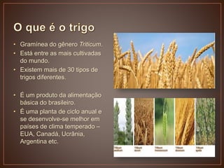 • Gramínea do gênero Triticum.
• Está entre as mais cultivadas
do mundo.
• Existem mais de 30 tipos de
trigos diferentes.
• É um produto da alimentação
básica do brasileiro.
• É uma planta de ciclo anual e
se desenvolve-se melhor em
países de clima temperado –
EUA, Canadá, Ucrânia,
Argentina etc.
 