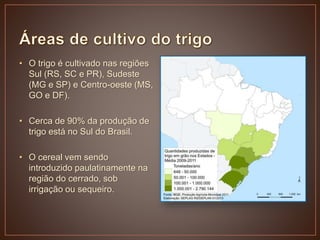 • O trigo é cultivado nas regiões
Sul (RS, SC e PR), Sudeste
(MG e SP) e Centro-oeste (MS,
GO e DF).
• Cerca de 90% da produção de
trigo está no Sul do Brasil.
• O cereal vem sendo
introduzido paulatinamente na
região do cerrado, sob
irrigação ou sequeiro.
 
