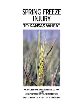 SPRING FREEZE
INJURY
TO KANSAS WHEAT

AGRICULTURAL EXPERIMENT STATION
AND
COOPERATIVE EXTENSION SERVICE
KANSAS STATE UNIVERSITY • MANHATTAN

 