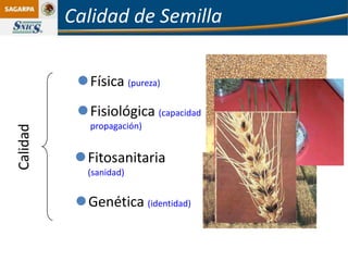 Calidad de Semilla

           Física (pureza)
           Fisiológica (capacidad
             propagación)
Calidad




           Fitosanitaria
             (sanidad)


           Genética (identidad)
 