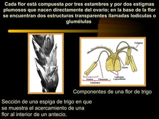 Cada flor está compuesta por tres estambres y por dos estigmas
plumosos que nacen directamente del ovario; en la base de la flor
se encuentran dos estructuras transparentes llamadas lodículas o
                          glumélulas




                             Componentes de una flor de trigo
Sección de una espiga de trigo en que
se muestra el acercamiento de una
flor al interior de un antecio.
 