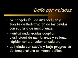 Daño por heladas
• Se congela líquido intercelular y
  fuerte deshidratación de las células
  con ruptura de membranas.
• Plantas endurecidas adaptan
  plasticidad de membranas y retoman
  rápidamente el volumen celular.
• La helada con sequía y baja progresiva
  de temperatura es menos dañina
 