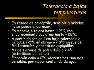 Tolerancia a bajas
                        temperaturas
• En estado de coleóptile, sensible a heladas,
  no se puede endurecer.
• En macollaje tolera hasta -12ºC, con
  endurecimiento paulatino hasta - 28ºC.
• A partir de espiga 1 cm baja tolerancia a
  heladas. (-5ºC en abrigo ó - 8ºC en suelo).
  Malformación y aborto de espiguillas.
• Meiosis granos de polen daño a + 4ºC.
  (esterilidad del polen)
• Floración daño a 0ºC. Meristemas son más
  sensibles por mayor contenido de agua
 