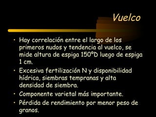 Vuelco

• Hay correlación entre el largo de los
  primeros nudos y tendencia al vuelco, se
  mide altura de espiga 150ºD luego de espiga
  1 cm.
• Excesiva fertilización N y disponibilidad
  hídrica, siembras tempranas y alta
  densidad de siembra.
• Componente varietal más importante.
• Pérdida de rendimiento por menor peso de
  granos.
 