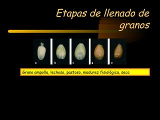 Etapas de llenado de
                               granos



Grano ampolla, lechoso, pastoso, madurez fisiológica, seco
 