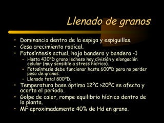 Llenado de granos
• Dominancia dentro de la espiga y espiguillas.
• Cesa crecimiento radical.
• Fotosíntesis actual, hoja bandera y bandera -1
   – Hasta 430ºD grano lechoso hay división y elongación
     celular (muy sensible a stress hídrico).
   – Fotosíntesis debe funcionar hasta 600ºD para no perder
     peso de granos.
   – Llenado total 800ºD.
• Temperatura base óptima 12ºC >20ºC se afecta y
  acorta el período.
• Golpe de calor, rompe equilibrio hídrico dentro de
  la planta.
• MF aproximadamente 40% de Hd en grano.
 