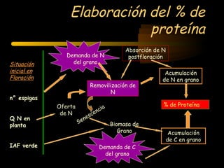 Elaboración del % de
                             proteína
                                              Absorción de N
                Demanda de N                   postfloración
Situación         del grano
inicial en                                                 Acumulación
Floración                                                 de N en grano
                            Removilización de
                                    N
n° espigas
             Oferta                                        % de Proteína
                                    ia
                                  nc
              de N           ce
Q N en                  n es
                      Se                 Biomasa de
planta
                                            Grano               Acumulación
                                                               de C en grano
IAF verde                          Demanda de C
                                     del grano
 