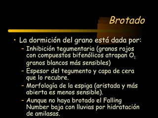 Brotado
• La dormición del grano está dada por:
  – Inhibición tegumentaria (granos rojos
    con compuestos bifenólicos atrapan O2,
    granos blancos más sensibles)
  – Espesor del tegumento y capa de cera
    que lo recubre.
  – Morfología de la espiga (aristada y más
    abierta es menos sensible).
  – Aunque no haya brotado el Falling
    Number baja con lluvias por hidratación
    de amilasas.
 